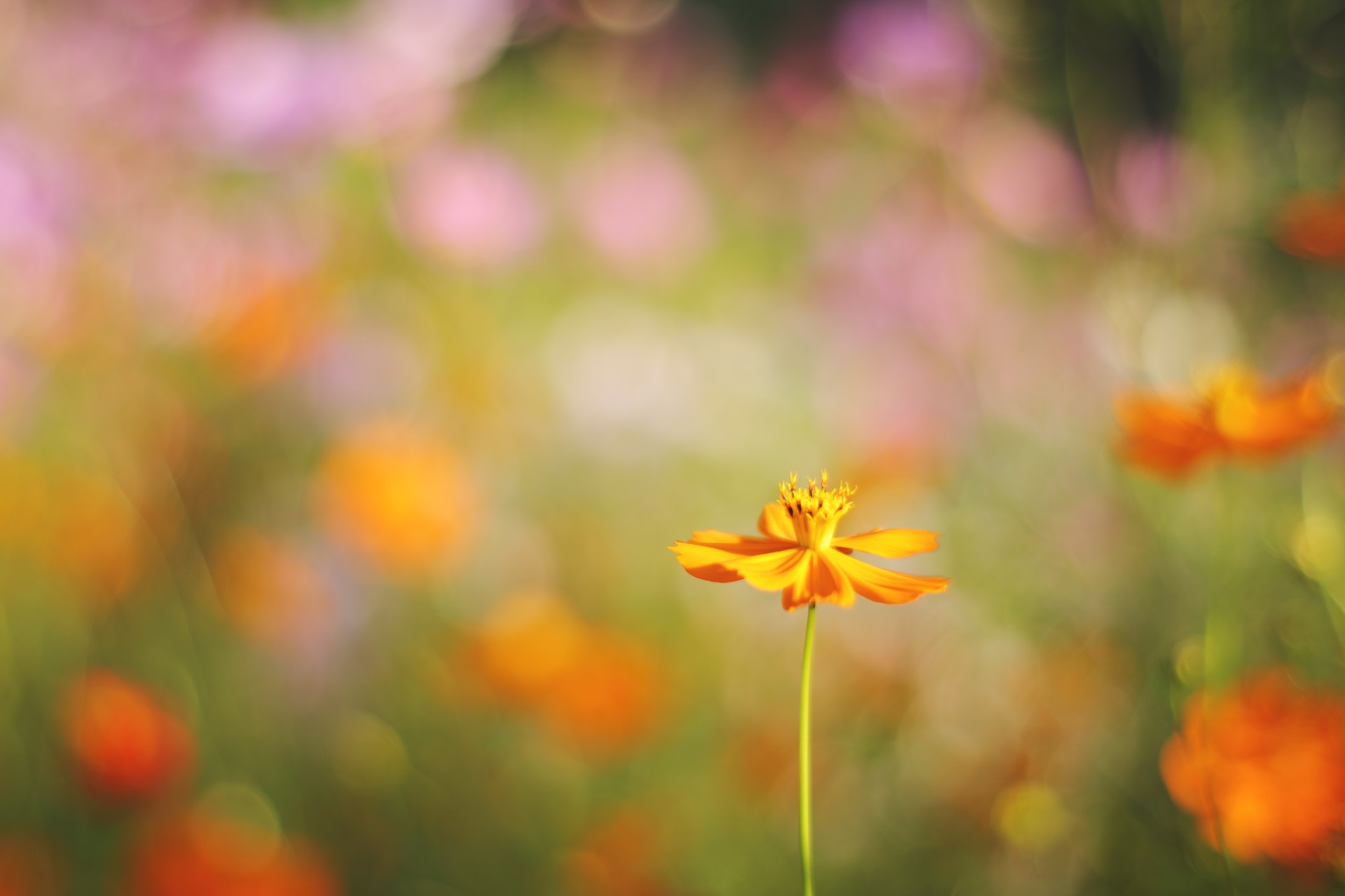 Shine OGQ Backgrounds HD