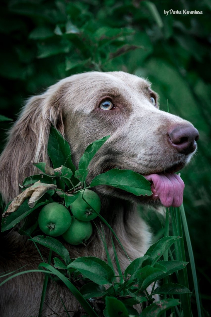 Nice Weimaraner