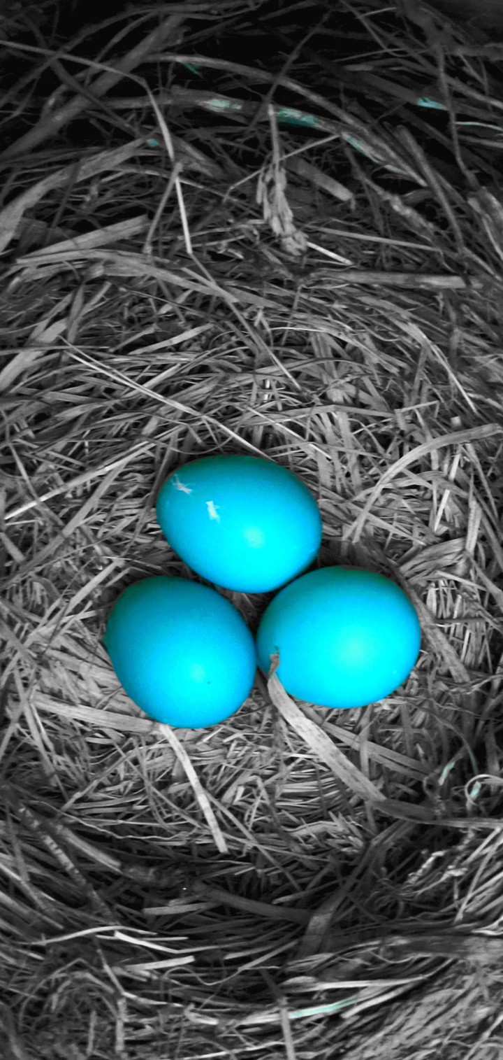 The Eggs