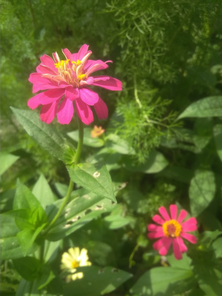 Pink Flower