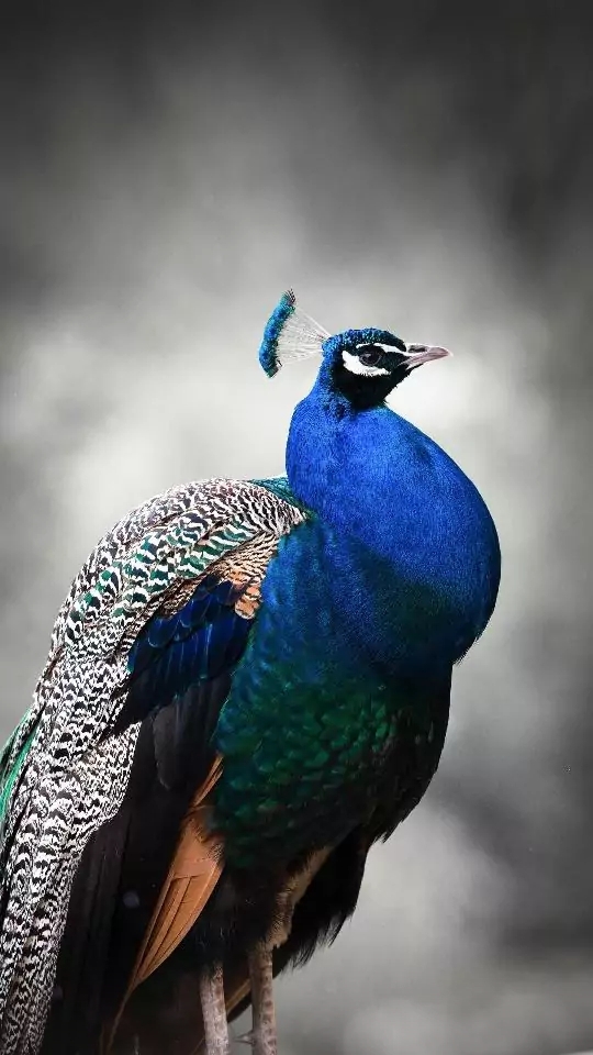 peacock