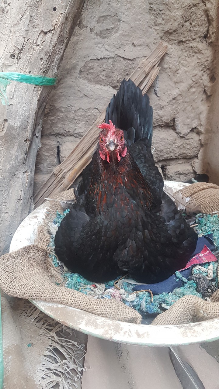 gallina black