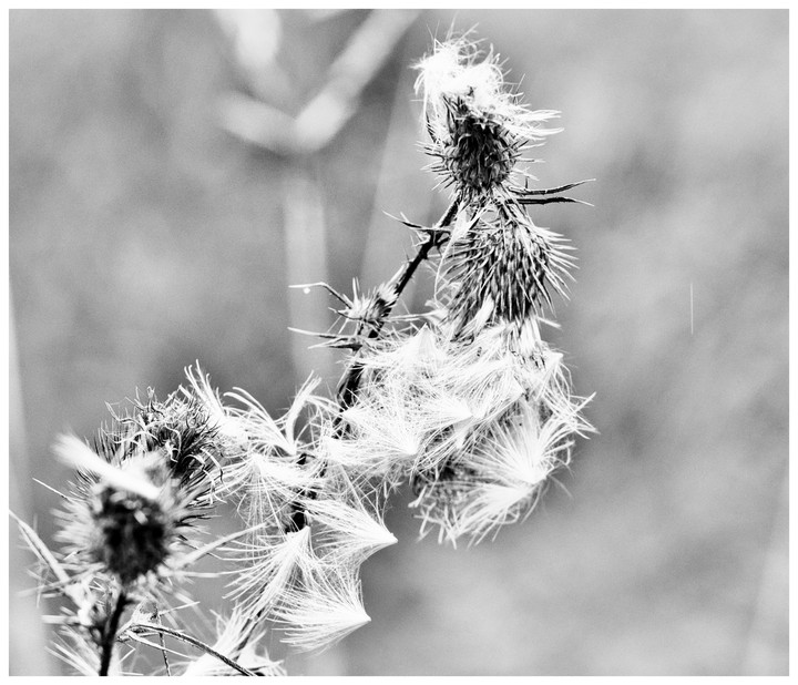 Eine Blume