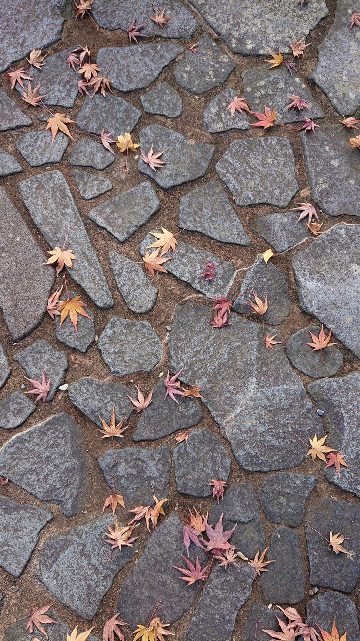 紅葉