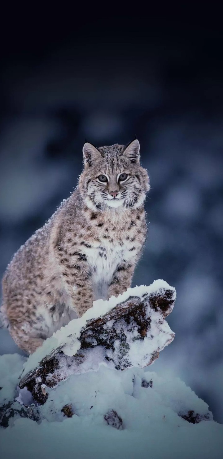 wild cat