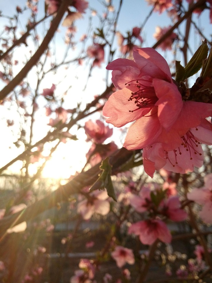 spring
