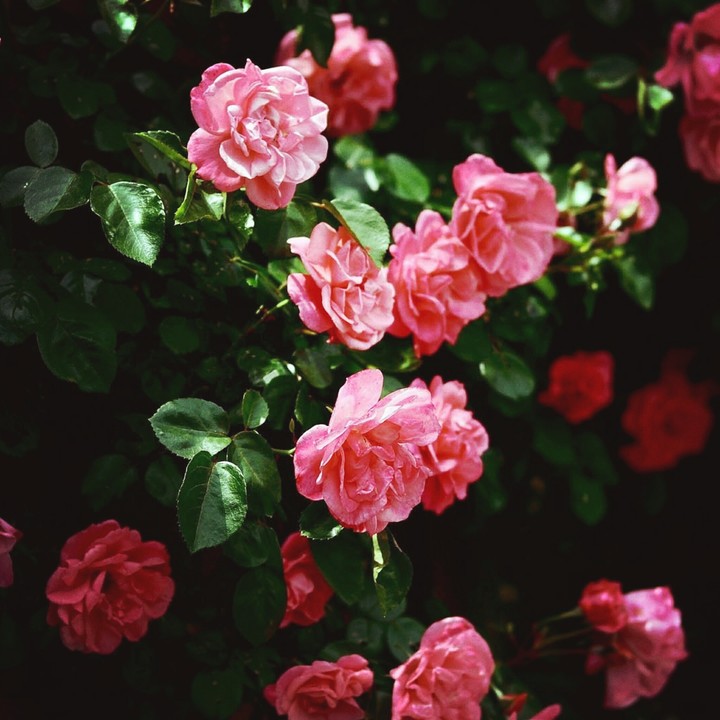 #розы  #природа #люблюцветы #красота #цветы #здорово