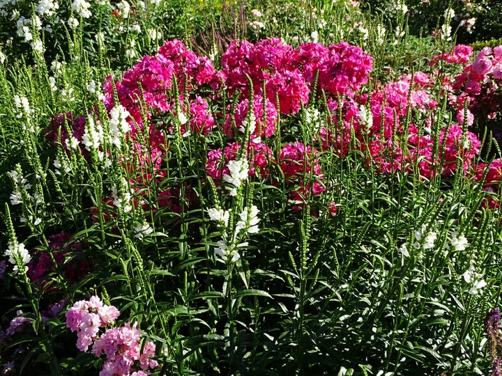 flowerbeds blumenwiese