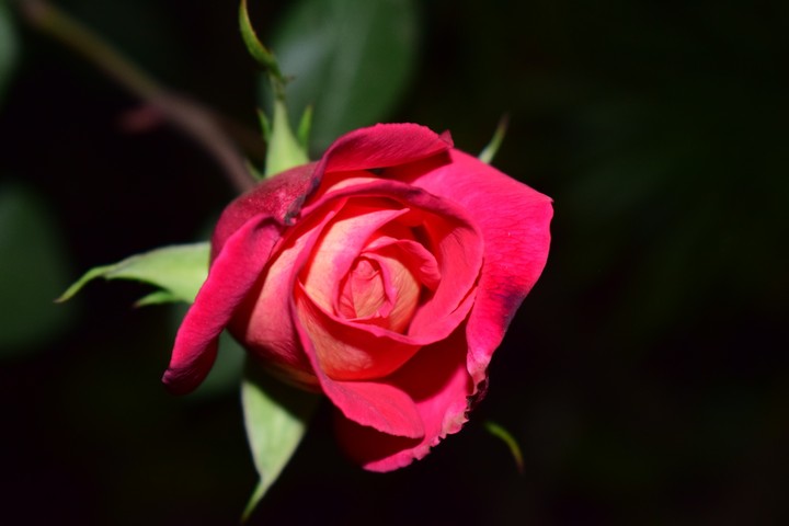rose