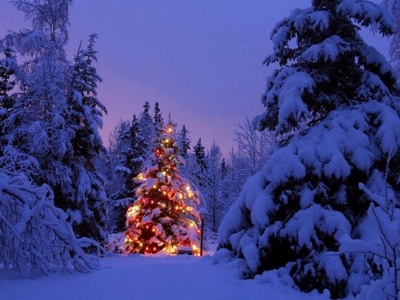 Merry Christmas ✨