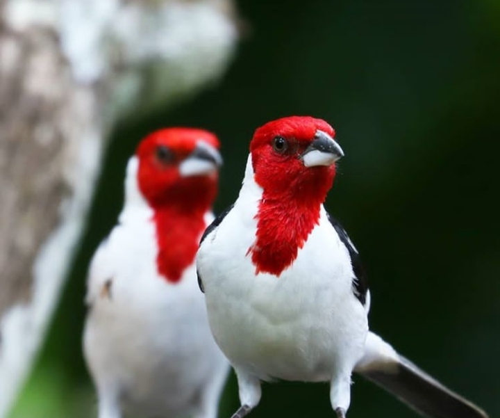Birds