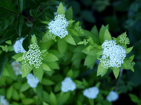 White hydrangea