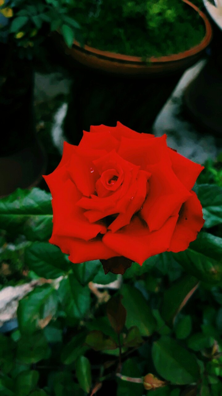 flower