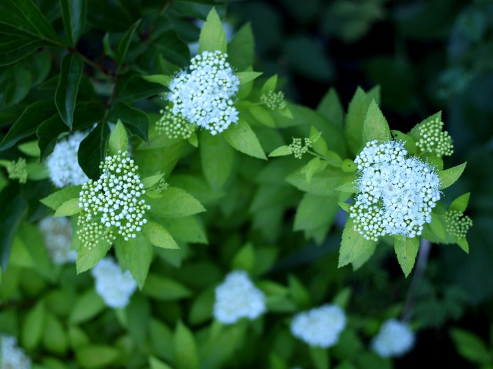 White hydrangea