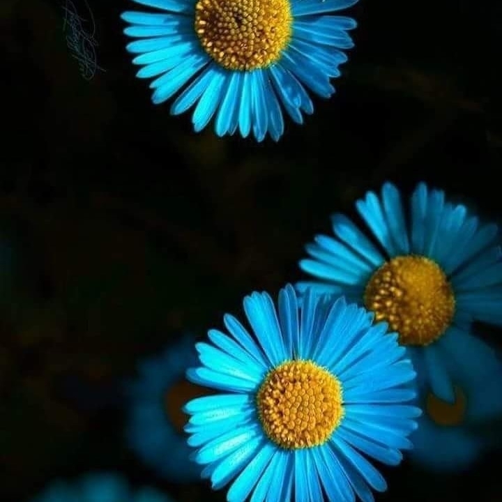 Fleur