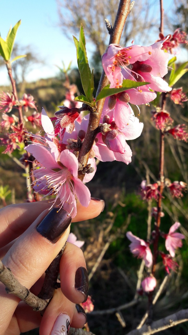 Peach Blossom