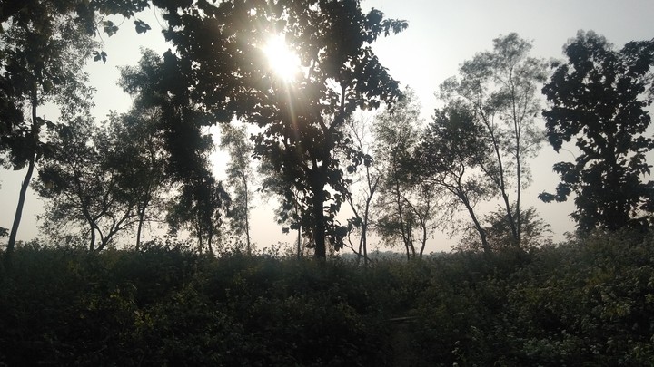 Sun goes down behind the tree.