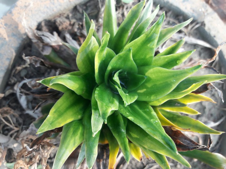 nature