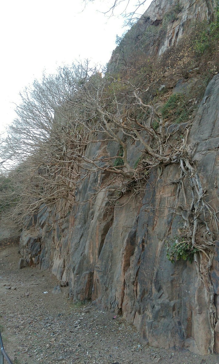 dry treen loving looking