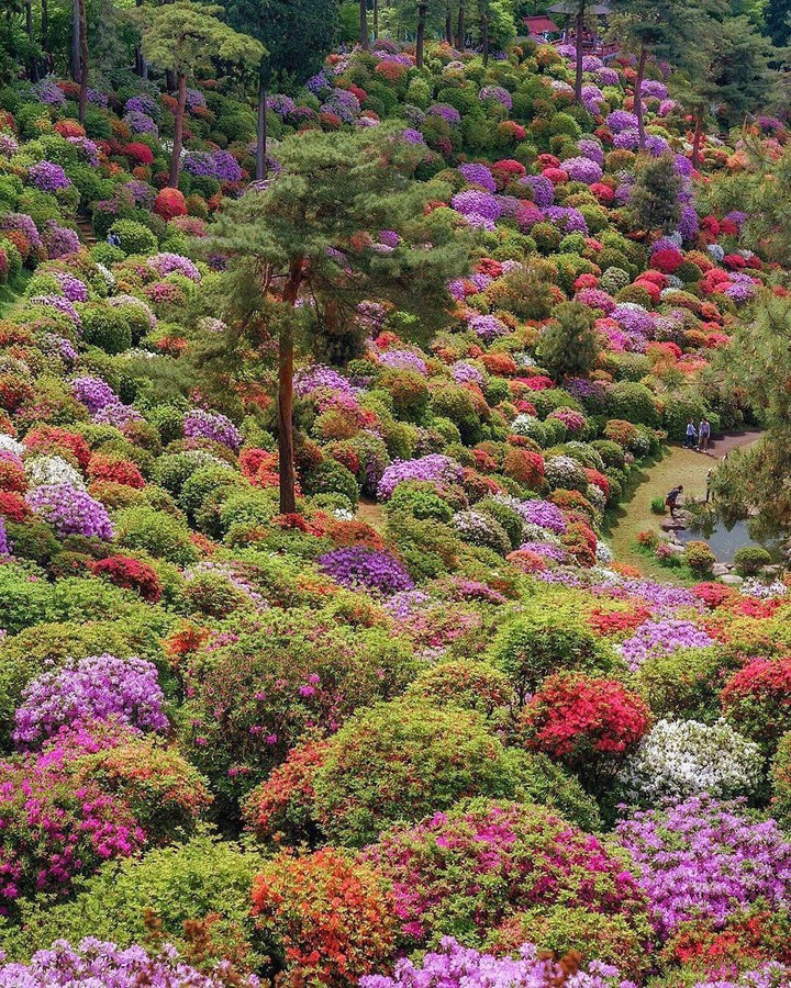 garden in Japan