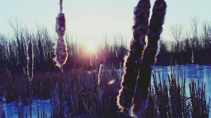 Walk among the Cattails