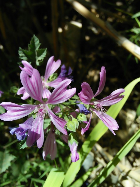 violet