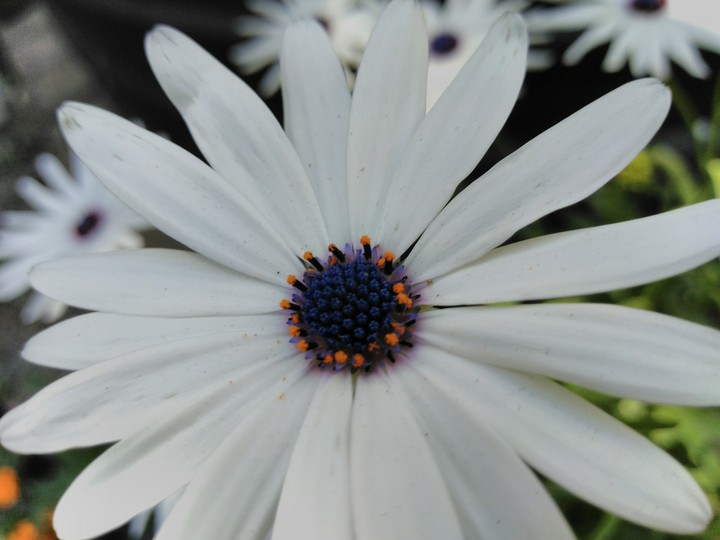 flower 3