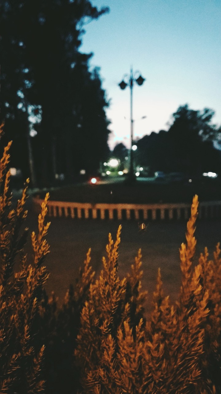 night