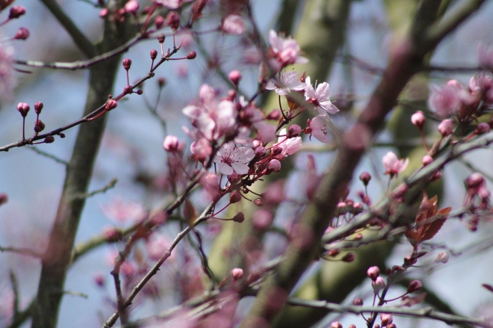Spring