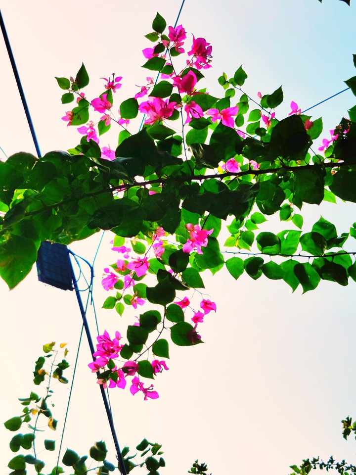 pink flower