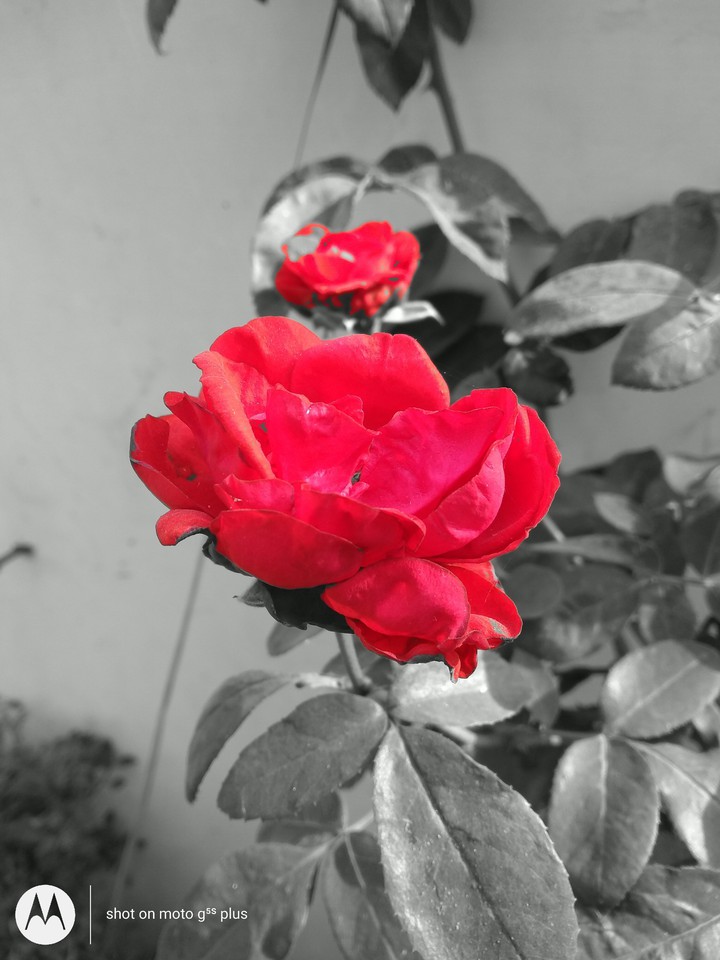 ? Rose