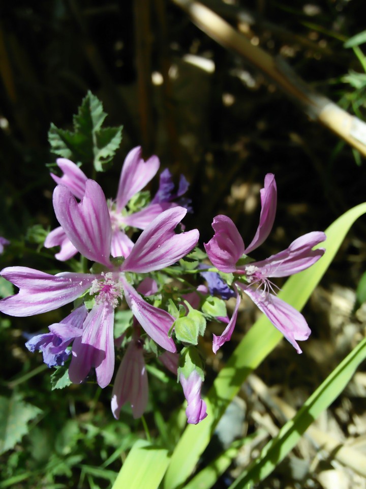 violet