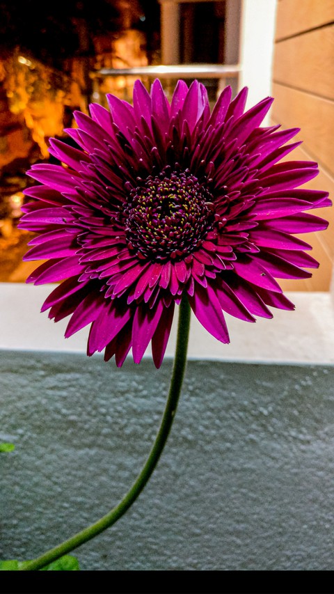 A flower cannot blossom without sunshine