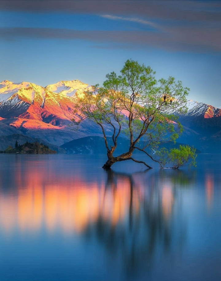 TREE IN WATER