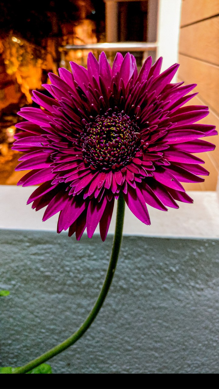 A flower cannot blossom without sunshine
