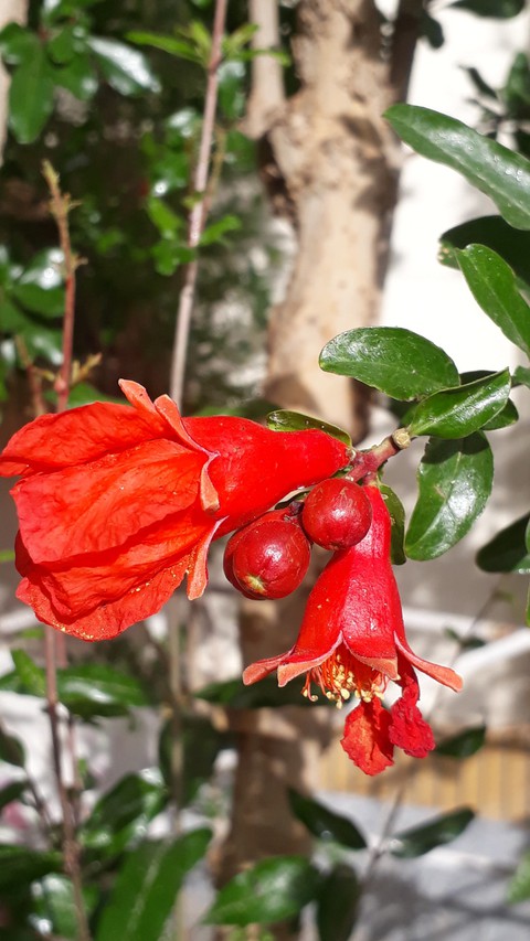 pomegranate blossom