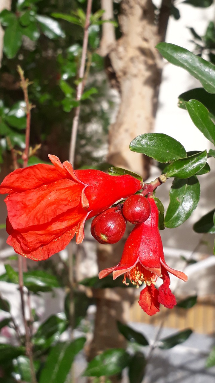 pomegranate blossom