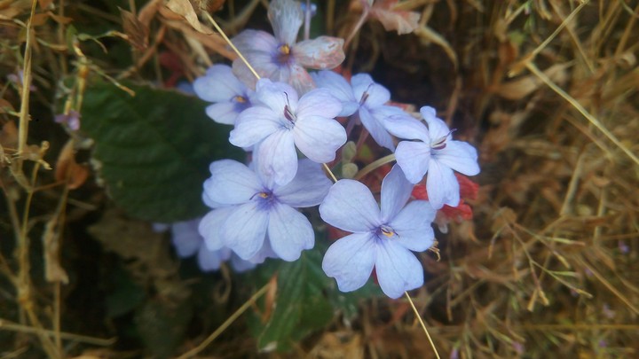 Wild Flowers