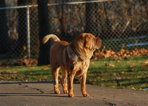 TiYa, our beloved Shar Pei