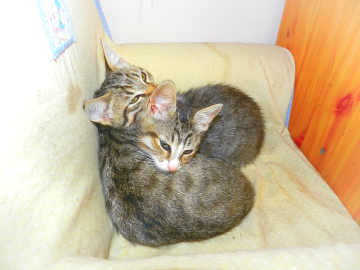 kittens
