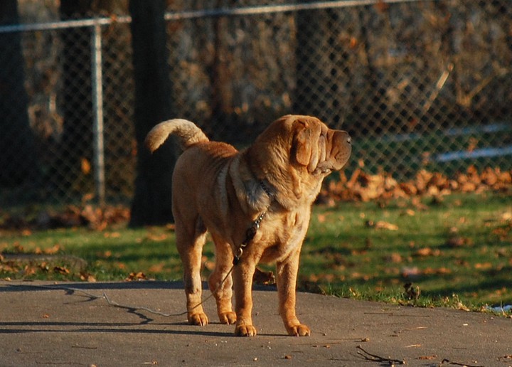 TiYa, our beloved Shar Pei