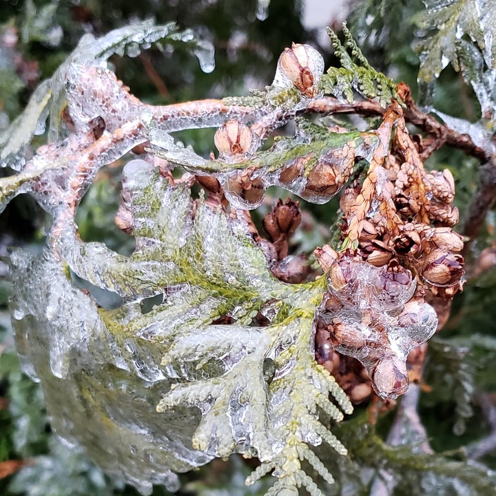 Frozen Life