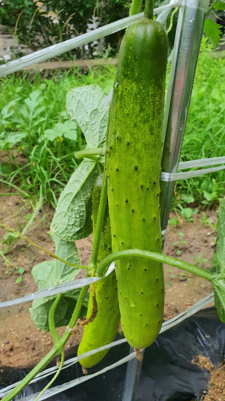 Cucumbers