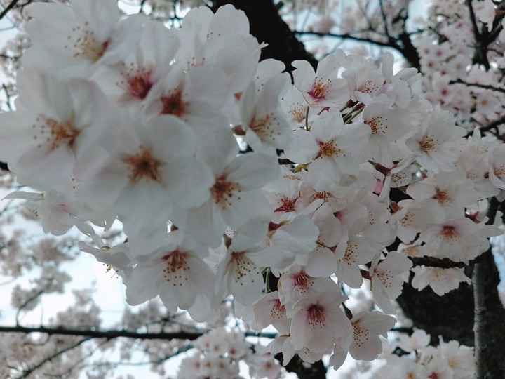 Sakura