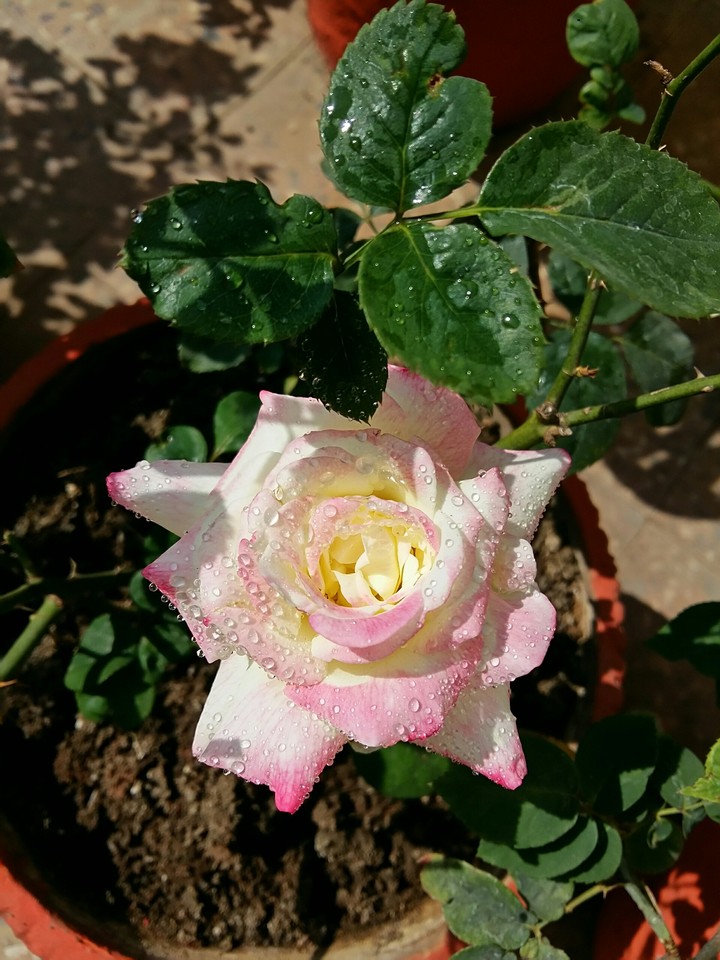 blossom blessed