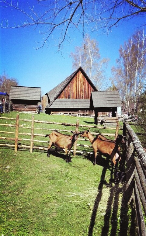 Countryside