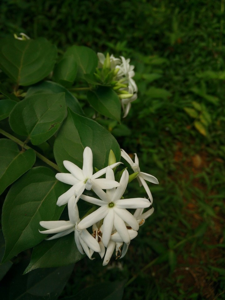 Flower