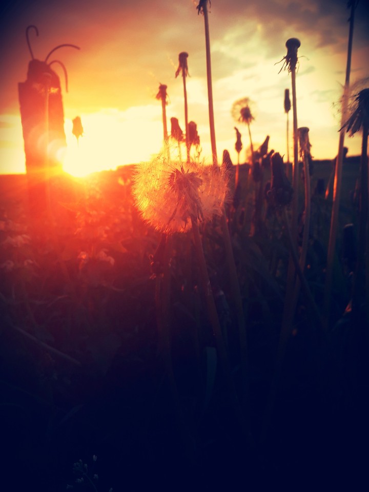 Dandelion (version 1)