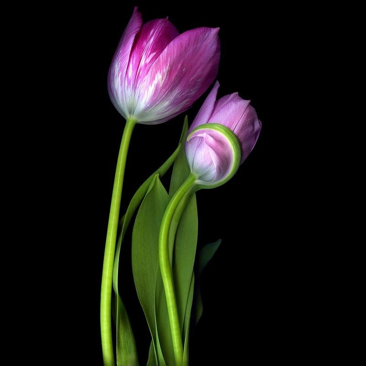 for  juliana carolina holz