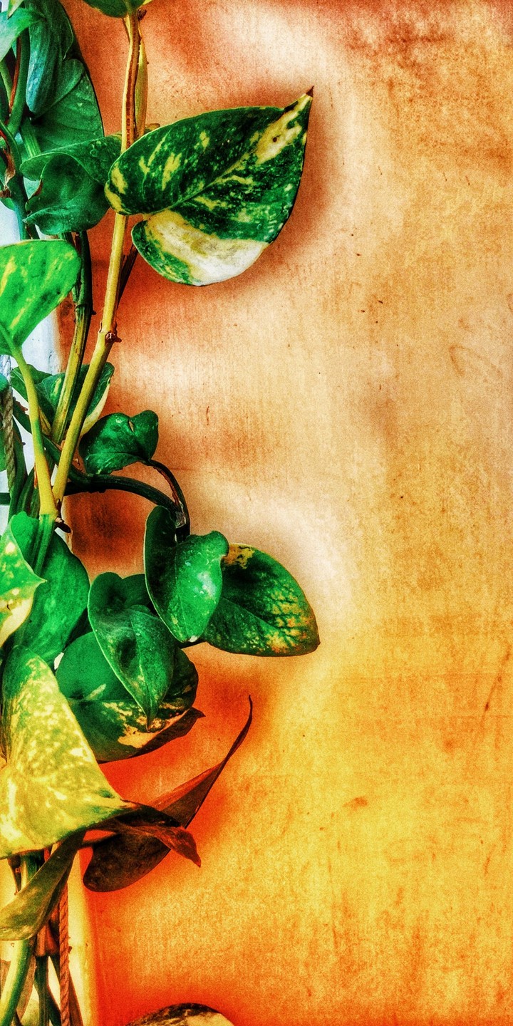 oil effect